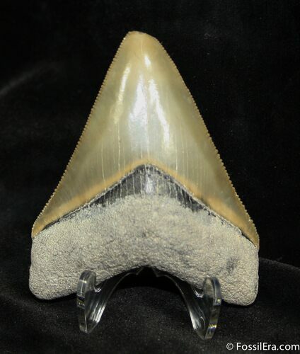 High Quality Bone Valley Megalodon Tooth Inches #928